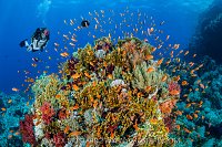 Reef And Diver, Egypt