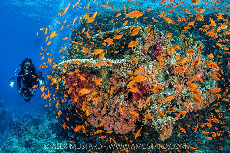 Underwater Photographer And Colourful Reef, Egypt