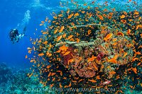 Exploring The Reef, Egypt.