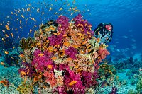 DIver On Colourful Reef, Egypt