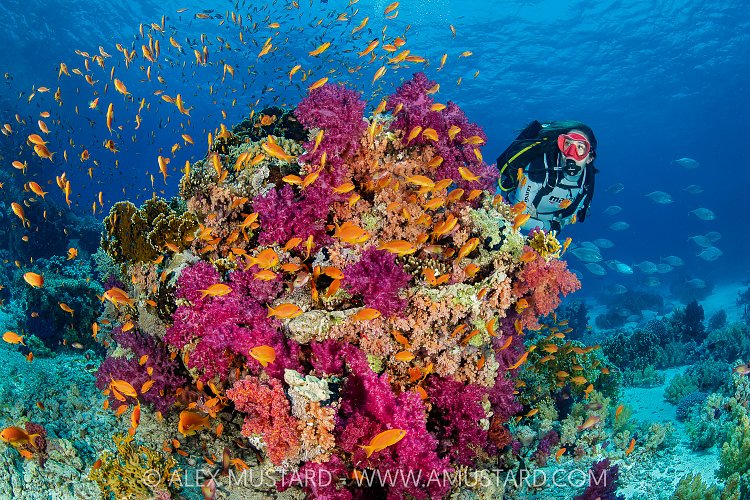 DIver On Colourful Reef, Egypt