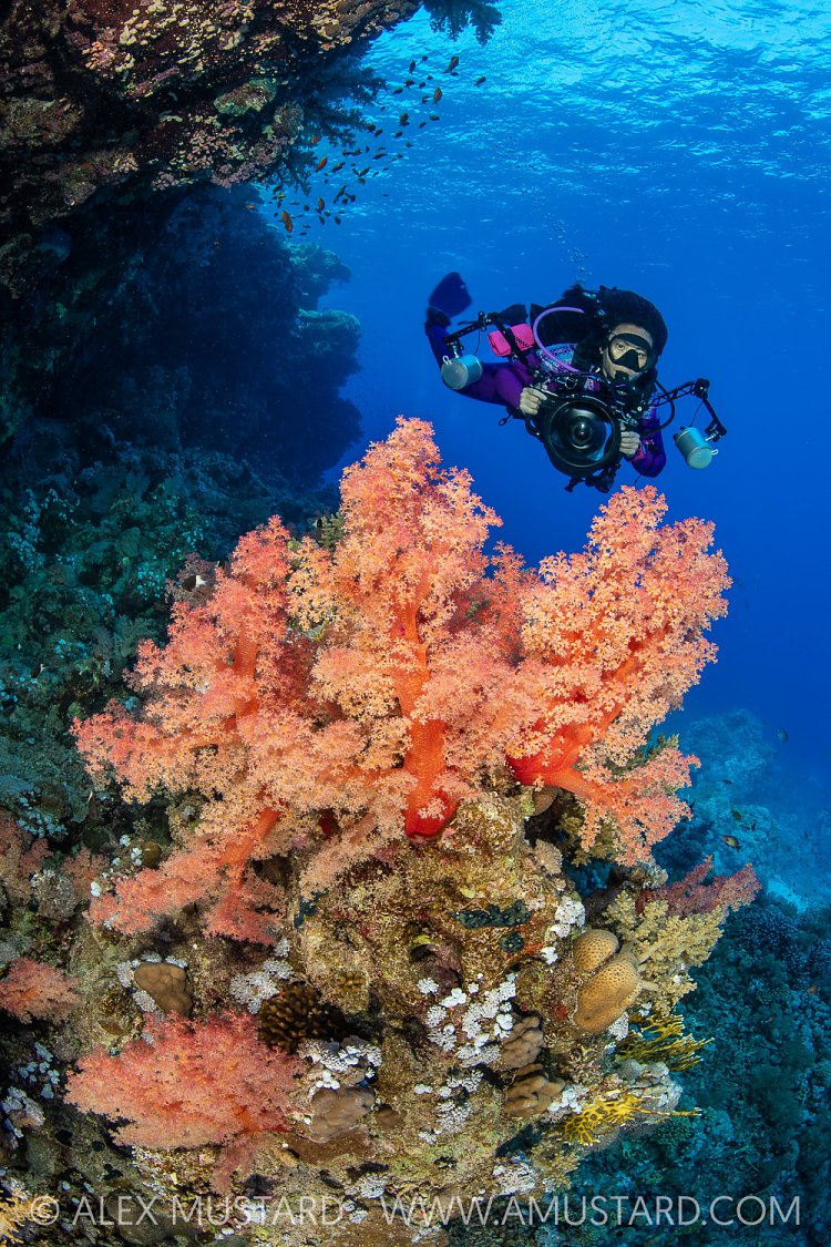 Shooting On The Reef, Egypt