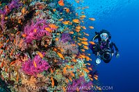 Photographer And Colourful Reef, Egypt