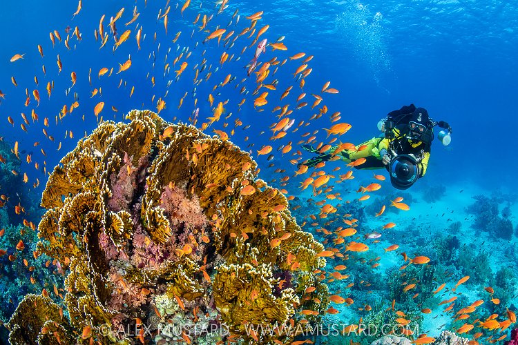 Photographing The Reef, Egypt