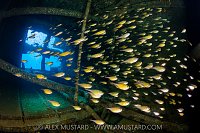 Sweepers In The Wreck, Egypt