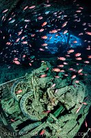 Bikes And Fish, Thistlegorm, Egypt