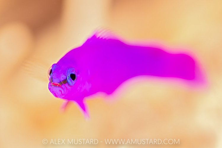 Orchid Dottyback Portrait, Egypt