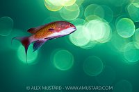 Anthias Sunset Bokeh, Egypt