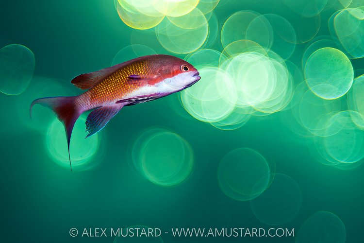 Anthias Sunset Bokeh, Egypt