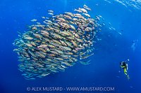 Snapping Snappers, Egypt