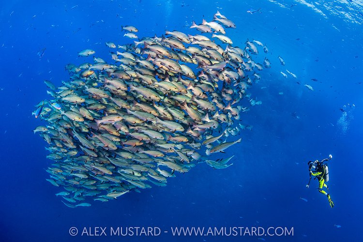 Snapping Snappers, Egypt