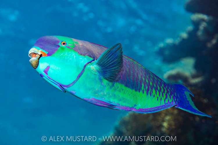Colourful Parrotfish, Egypt
