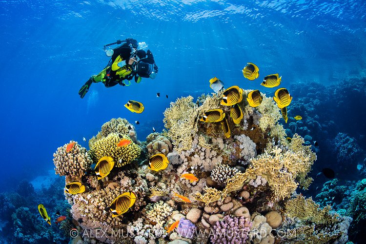 Photographer And Reef, Egypt
