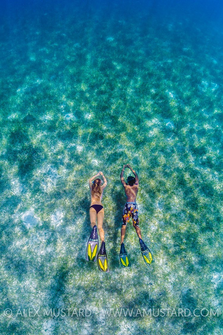 Snorkellers Over Seagrass. Cayman Islands.