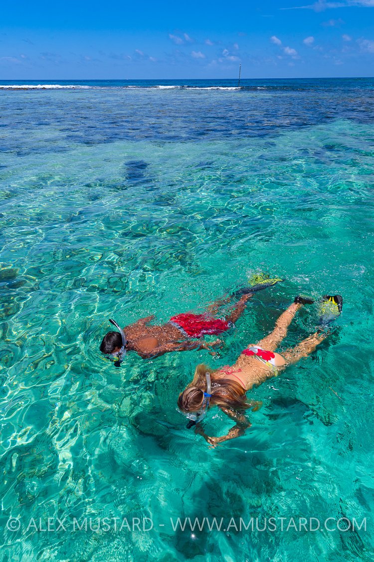 Snorkellers From Above. Cayman Islands