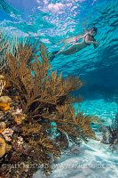 Snorkeling Over The Reef.  Cayman Islands