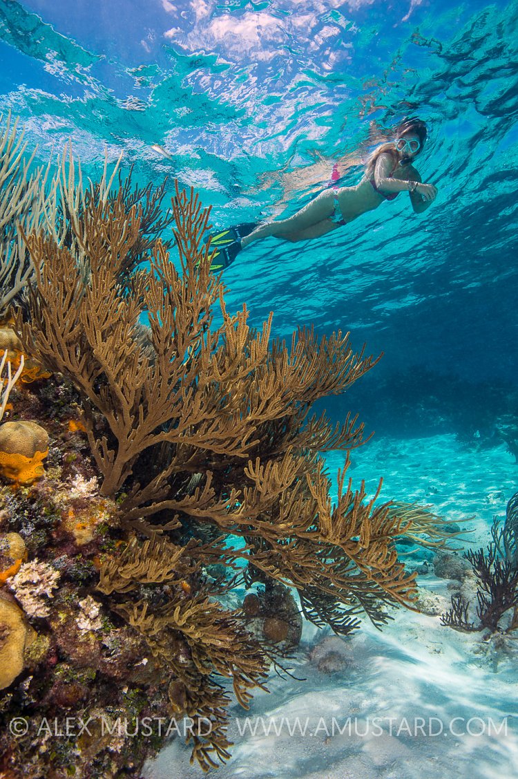 Snorkeling Over The Reef.  Cayman Islands