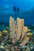 Snorkellers Over Sponge. Cayman Islands.