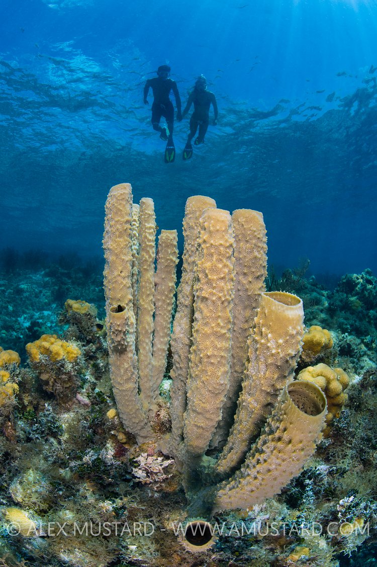 Snorkellers Over Sponge. Cayman Islands.