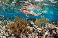 Snokeling In A Coral Garden. Cayman Islands