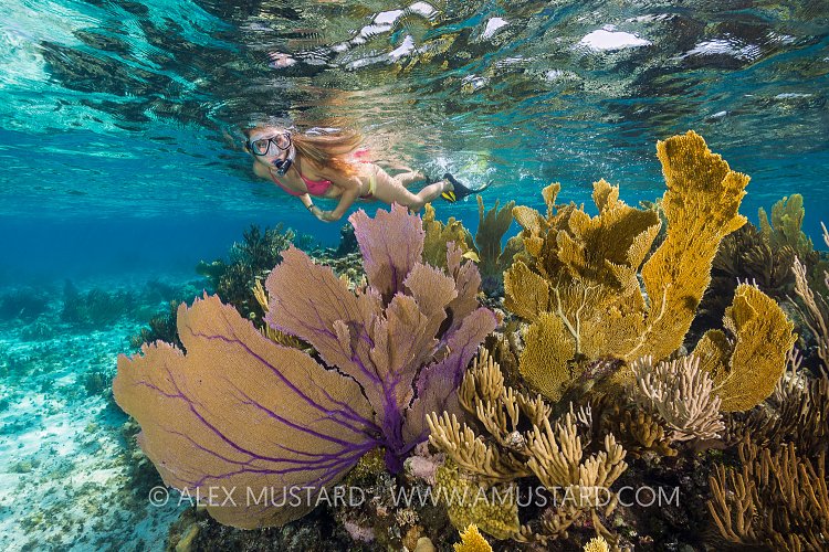 Snorkeling Over The Reef.  Cayman Islands