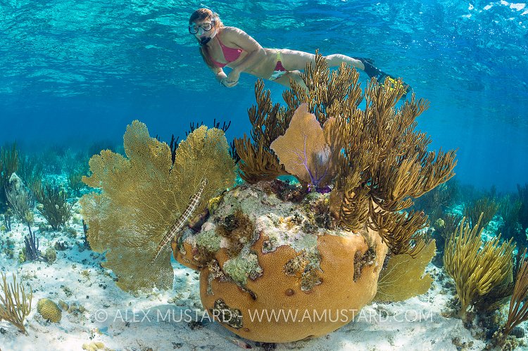 Snorkelling Over A Reef. Cayman Islands