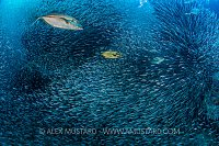 High Energy Hunt. Cayman Islands