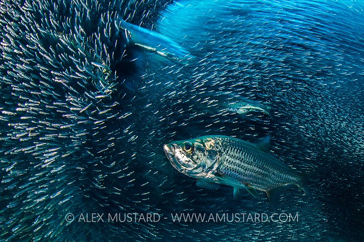 Tarpon Hunt. Cayman Islands