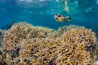 Snorkelling Over A Shallow Reef. Cayman Islands.