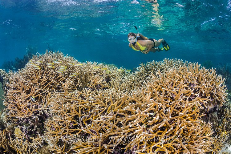 Snorkelling Over A Shallow Reef. Cayman Islands.