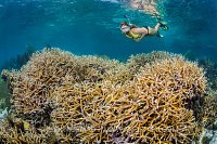 Snorkelling Over Hard Corals. Cayman Islands
