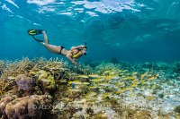 Snorkeller Over Shallow Reef. Cayman Islands.
