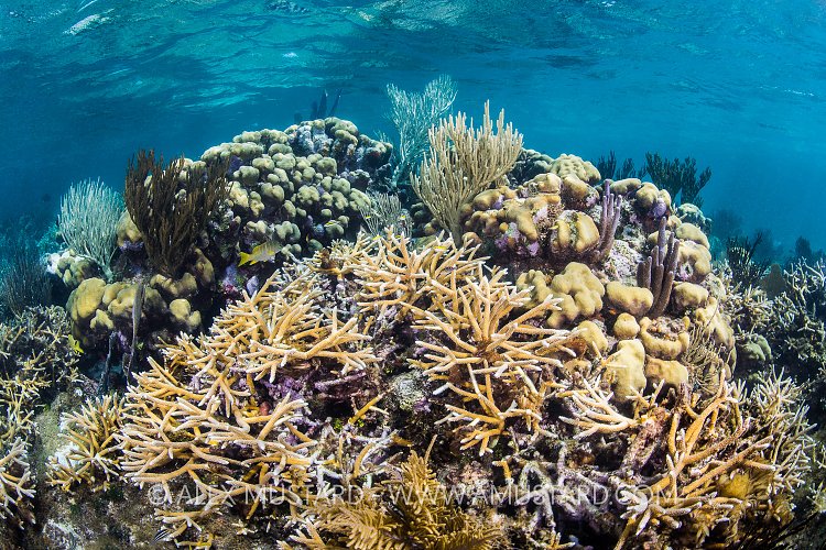 Shallow Reef Scene. Cayman Islands