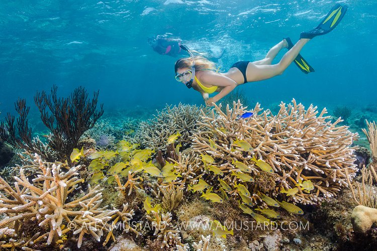 Snorkeller Over Shallow Reef. Cayman Islands.