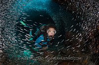 Diver In Silversides. Cayman Islands