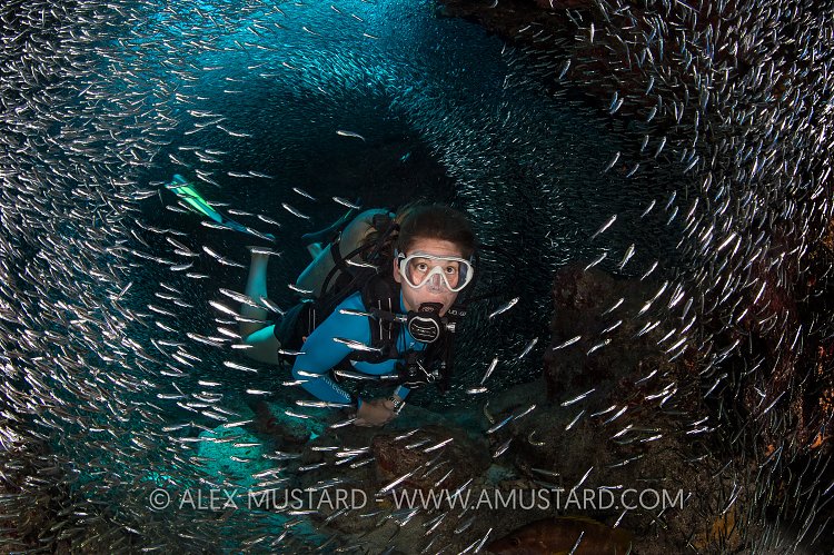 Diver In Silversides. Cayman Islands