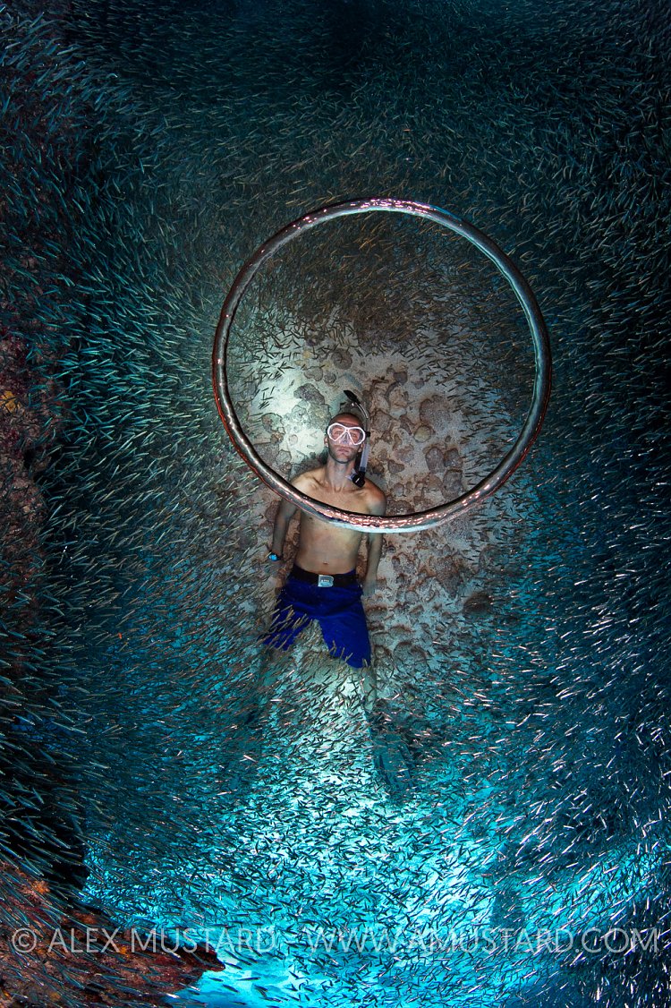 Silverside Bubble Ring. Cayman Islands