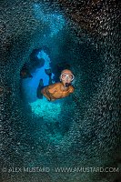 Snorkeller In Silversides. Cayman Islands