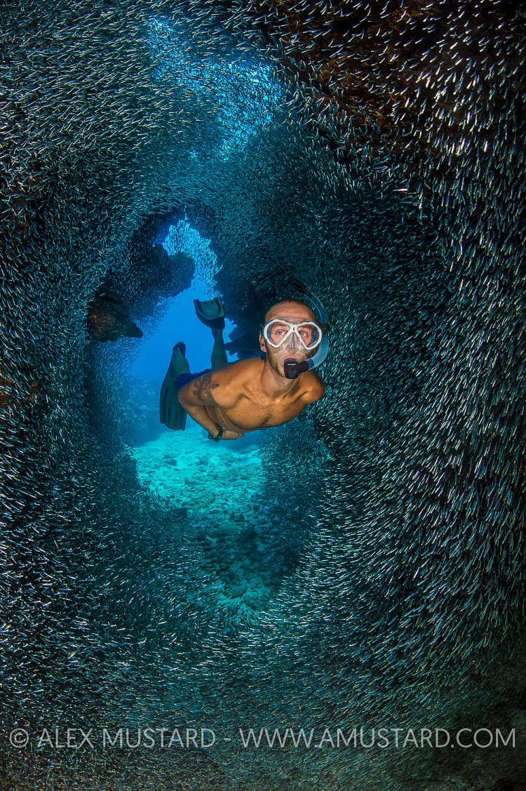 Snorkeller In Silversides. Cayman Islands