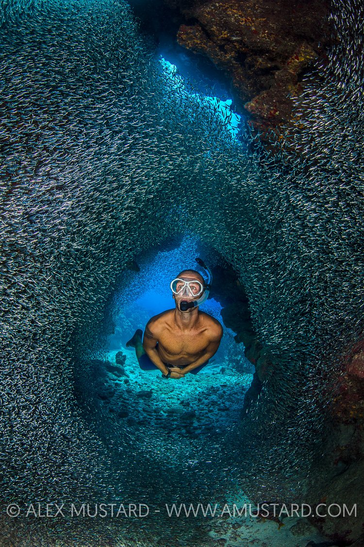 Snorkeller In Silversides. Cayman Islands.