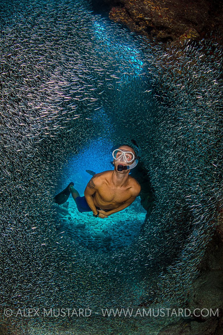 Snorkeller In Silversides. Cayman Islands.