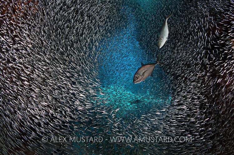 Bar Jacks Hunting. Cayman Islands.