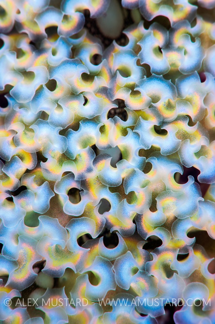Seaslug Skin. Cayman Islands.