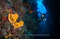 Diver On Wall. Cayman Islands.