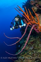 Diver On Wall. Cayman Islands.