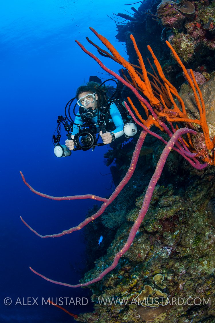 Diver On Wall. Cayman Islands.