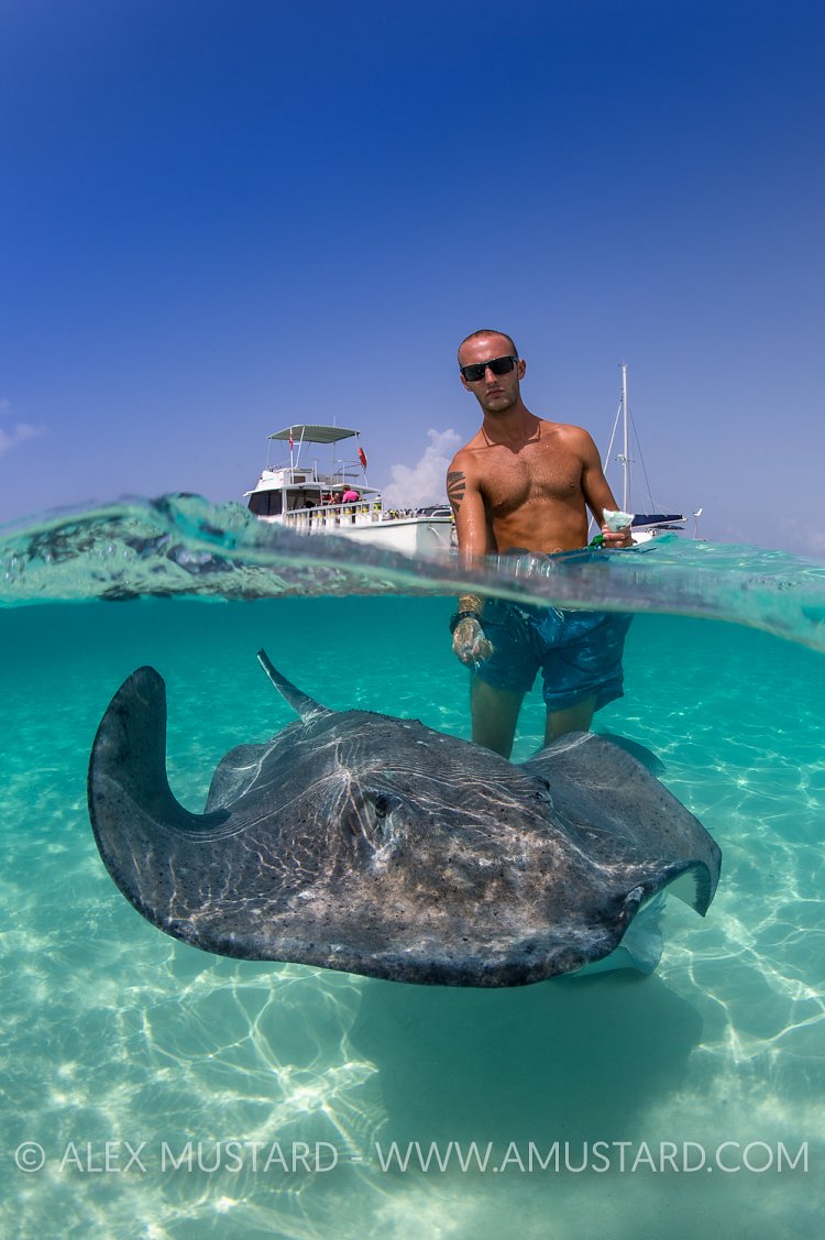 Stingray City. Cayman Islands