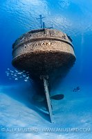 Kittiwake Stern. 2013. Cayman Islands