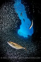 Bar Jack Hunt. Cayman Islands