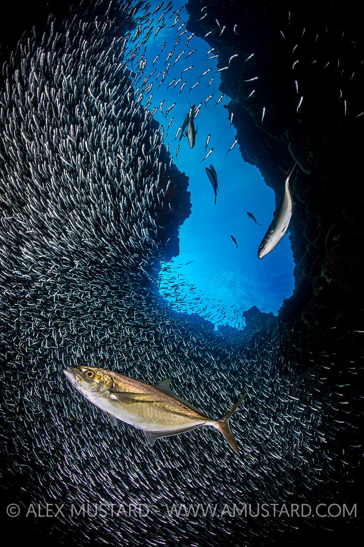 Bar Jack Hunt. Cayman Islands